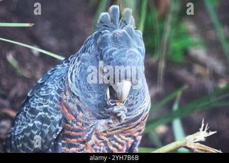 Der männliche Bandenpapagei hat einen kleinen, kräftigen Kakadu mit einem schroffen grauen Wappen, großen, breiten Flügeln und einem kurzen Schwanz Stockfoto