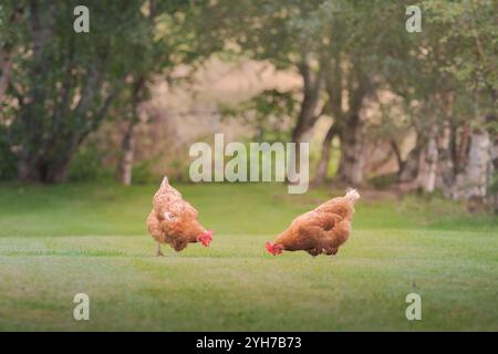 Zwei Hühner, die auf einem grünen Rasen im Wald weiden Stockfoto