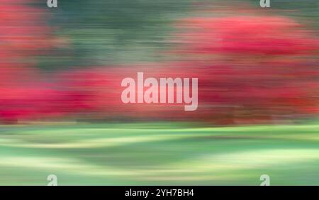 Absichtliche Kamerabewegung : Acer Bäume im Herbst/Herbst Stockfoto