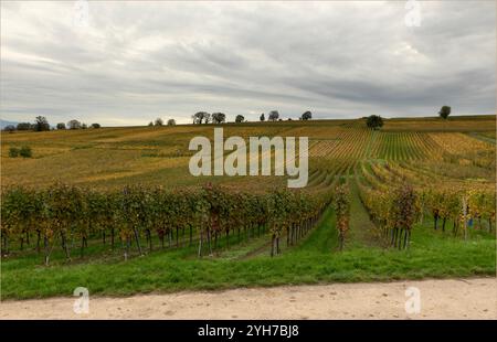 Kientzheim, Oberrhein, Elsass, Frankreich - 18. Oktober 2024 - abfallende Herbstberge des Oberrhein im Elsass mit einem stimmungsvollen, schroffen Himmel Stockfoto