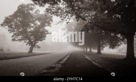 Nebelbaumgesäumter Weg in einem ruhigen Frühnebel Stockfoto