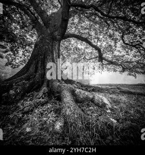 Majestätische Eiche in nebeliger Schwarz-weiß-Landschaft Stockfoto