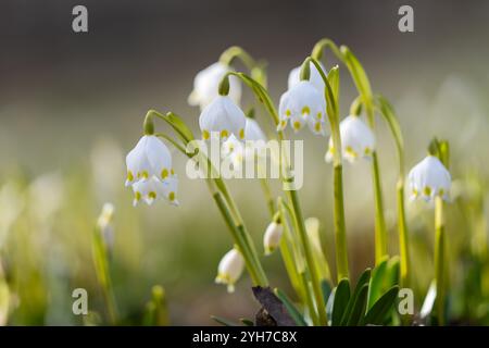 Nahaufnahme von Schneeflockenblumen an einem sonnigen Tag. Floraler Hintergrund im Park. Leucojum vernum – Schneeflocken im frühen Frühjahr im Park. Stockfoto