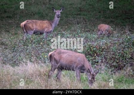 London, Großbritannien. 10. November 2024. Wetter in Großbritannien – Rotwild (bekannt als Rotwild), die während der Bruntsaison im Richmond Park zu sehen sind. Die Hirsche wurden ursprünglich von König Karl 1 im Jahr 1637 in den Park eingeführt und heute ziehen rund 630 wilde Rotwild und Damhirsche frei durch die Wälder des Parks. Die Vorhersage ist, dass das ungewöhnlich düstere Wetter mit Sonnenschein nachher nachlässt. Quelle: Stephen Chung / Alamy Live News Stockfoto