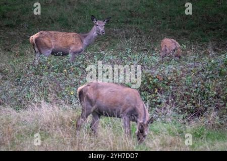 London, Großbritannien. 10. November 2024. Wetter in Großbritannien – Rotwild (bekannt als Rotwild), die während der Bruntsaison im Richmond Park zu sehen sind. Die Hirsche wurden ursprünglich von König Karl 1 im Jahr 1637 in den Park eingeführt und heute ziehen rund 630 wilde Rotwild und Damhirsche frei durch die Wälder des Parks. Die Vorhersage ist, dass das ungewöhnlich düstere Wetter mit Sonnenschein nachher nachlässt. Quelle: Stephen Chung / Alamy Live News Stockfoto