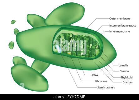 Ein Chloroplast ist ein Organell, das als Plastid bekannt ist und hauptsächlich in Pflanzen- und Algenzellen Photosynthese durchführt Stock Vektor