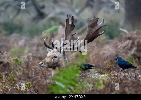 London, Großbritannien. 10. November 2024. Wetter in Großbritannien – die Krähen hacken ein männliches Damhirsch (auch bekannt als Hirsch) während der Bruntsaison im Richmond Park ab. Die Hirsche wurden ursprünglich von König Karl 1 im Jahr 1637 in den Park eingeführt und heute ziehen rund 630 wilde Rotwild und Damhirsche frei durch die Wälder des Parks. Die Vorhersage ist, dass das ungewöhnlich düstere Wetter mit Sonnenschein nachher nachlässt. Quelle: Stephen Chung / Alamy Live News Stockfoto