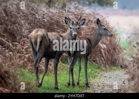 London, Großbritannien. 10. November 2024. Wetter in Großbritannien – zwei weibliche Rotwild (auch bekannt als Rotwild), die während der Bruntsaison im Richmond Park zu sehen sind. Die Hirsche wurden ursprünglich von König Karl 1 im Jahr 1637 in den Park eingeführt und heute ziehen rund 630 wilde Rotwild und Damhirsche frei durch die Wälder des Parks. Die Vorhersage ist, dass das ungewöhnlich düstere Wetter mit Sonnenschein nachher nachlässt. Quelle: Stephen Chung / Alamy Live News Stockfoto