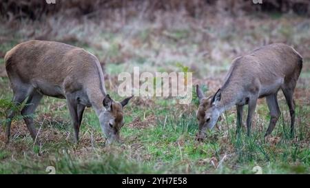 London, Großbritannien. 10. November 2024. Wetter in Großbritannien – zwei weibliche Hirsche (bekannt als „tut“), die während der Bruntsaison im Richmond Park zu sehen sind. Die Hirsche wurden ursprünglich von König Karl 1 im Jahr 1637 in den Park eingeführt und heute ziehen rund 630 wilde Rotwild und Damhirsche frei durch die Wälder des Parks. Die Vorhersage ist, dass das ungewöhnlich düstere Wetter mit Sonnenschein nachher nachlässt. Quelle: Stephen Chung / Alamy Live News Stockfoto