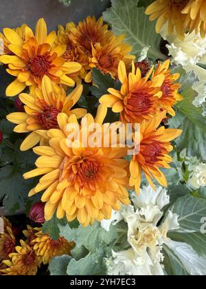Leuchtende, orange Chrysanthemen blühen und verleihen Charme und Wärme mit ihren leuchtenden, vollen Blütenblättern in Herbstgärten. Stockfoto