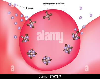 Hämoglobin-Transportsauerstoff Stock Vektor