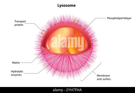 Lysosomenanatomie. Querschnitt einer Zellorganelle. Nahaufnahme einer Lipidbilayer-Membran, hydrolytischer Enzyme, Transportproteine. Autophagie. Vektor Stock Vektor