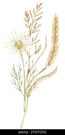 Aquarell zarte Wiesenblüten und Weizenstrauß Illustration, handgezeichnete Feldpflanze Clipart, Wildblumenanordnung Stockfoto