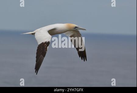 Northern Gannet (Morus bassanus) im Flug in der Bempton Cliffs RSPB Reserve, Bridlington, Yorkshire, Großbritannien am 2. Juli 2019. Stockfoto