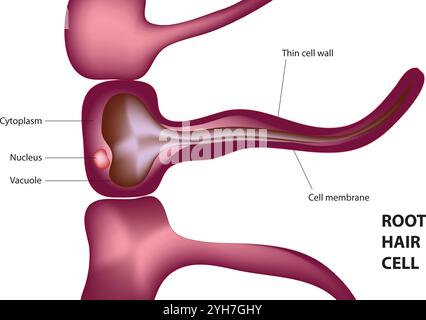 Wurzelhaarstruktur. Zeigt das Innere des Wurzelhaars. Für wissenschaftliche Illustrationen, Schulungsmaterialien, botanische Artikel. Wurzelhaarzelle Stock Vektor