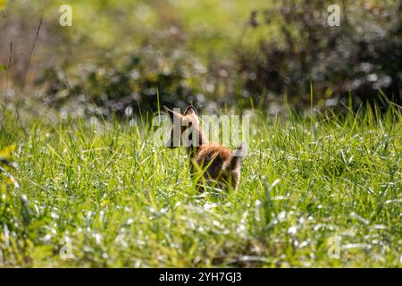 Ein junger europäischer Fuchs (Vulpes vulpes crucigera), der bei Tageslicht über das Feld trabt. Stockfoto