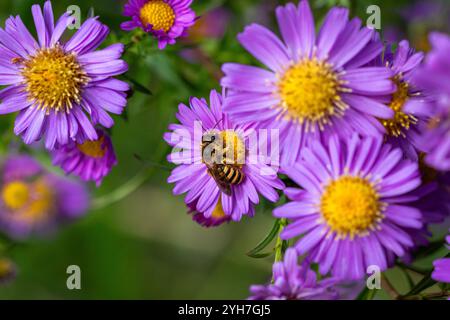 Eine große Bänderfurche (Halictus scabiosae) auf Michaelmas Gänseblümchen (Aster amellus). Stockfoto