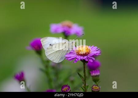 Ein kleiner weißer Schmetterling (Pieris rapae) auf Michaelmas Gänseblümchen (Aster) Stockfoto