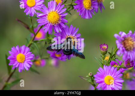 Eine violette Tischlerbiene (Xylocopa violacea) auf Michaelmas Gänseblümchen (Aster) blüht. Stockfoto