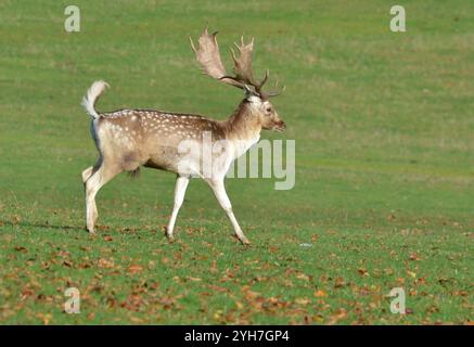 Hirschhirsch (Dama dama), aufgenommen am 22. Oktober 2024 im Tatton Park, Knutsford, Vereinigtes Königreich. Stockfoto