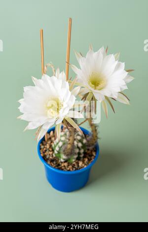 Osterlilienkaktus in Blüte. Weiße Blüten von Echinopsis subdenudata. Blooning-Domino-Kaktus vor grünem Hintergrund. Lobivia ancistrophora blüht Stockfoto