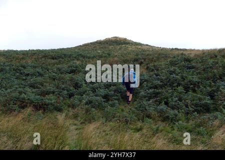 Lone man (Wanderer) spaziert durch Ferns/Bracken zum Gipfel von „Bracken How“ in der Nähe von Dockray im Lake District National Park, Cumbria, England, Großbritannien Stockfoto