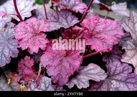 Himbeere/Rotes Laub Heuchera sanguinea „Berry Smoothie“ (Coral Bells) Blumen und Blätter in einem englischen Landgarten, Lancashire, England, Stockfoto