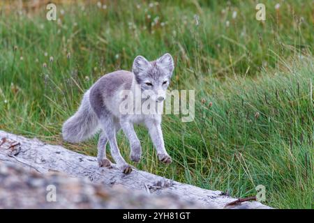 Der ausgewachsene Polarfuchs Vulpes Lagopus läuft auf einem Baumstamm in Longyearbyen, Svalbard, einem norwegischen Archipel zwischen dem norwegischen Festland und dem Nordpol. Dies Stockfoto