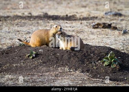 Ein Präriehund ruht auf einem anderen im Custer State Park, South Dakota. Stockfoto