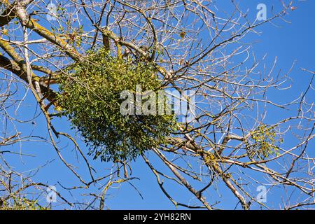 Nahaufnahme einer Mistel (Viscum), die auf einem Baumzweig wächst und ihre grünen Blätter und Beeren in ihrer natürlichen Umgebung zeigt. Stockfoto