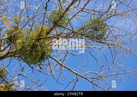 Vergrößerte Abbildung einer weißen Mistel (Viscum), die an einem Baumzweig befestigt ist, mit sattgrünen Blättern und charakteristischen Beerensträuben Stockfoto