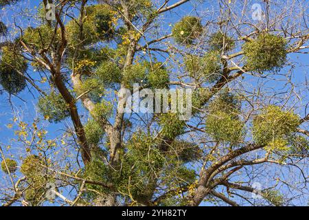Eine Mistelpflanze mit grünen Blättern und Beeren, die auf einem Baum wachsen und ihren natürlichen Lebensraum und ihre botanischen Details hervorheben Stockfoto