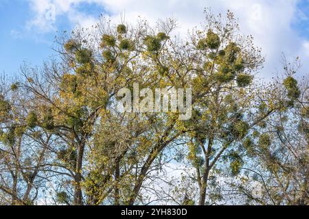 Mistel (Viscum) auf einem Baum mit hellgrünen Blättern und Beeren auf einem natürlichen Hintergrund im Freien Stockfoto