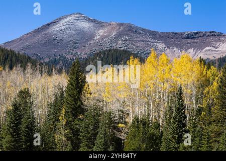 Fallen Sie Aspen, die über dem umliegenden immergrünen Wald unter einem Gipfel mit Schnee ragen. Coconino National Forest, Arizona Stockfoto