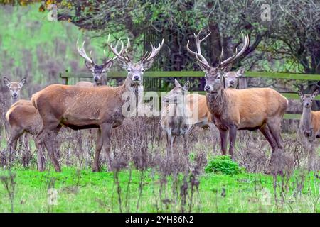 Hirschpark in Derbyshire Bild von Mark Dunn Stockfoto