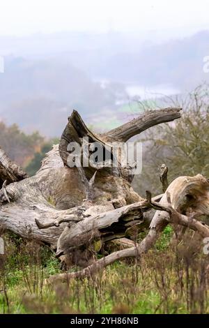 Hirschpark in Derbyshire Bild von Mark Dunn Stockfoto