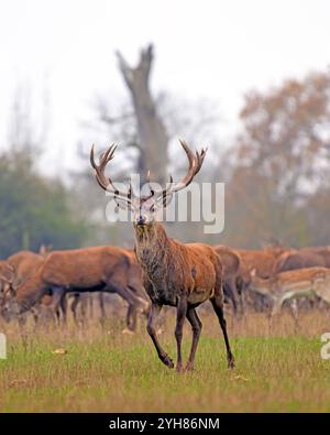 Hirschpark in Derbyshire Bild von Mark Dunn Stockfoto