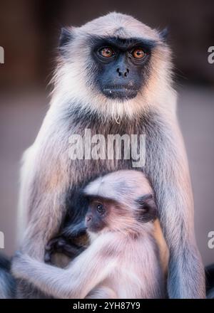 Hanuman langur (Semnopithecus), Gujarat, Indien Stockfoto