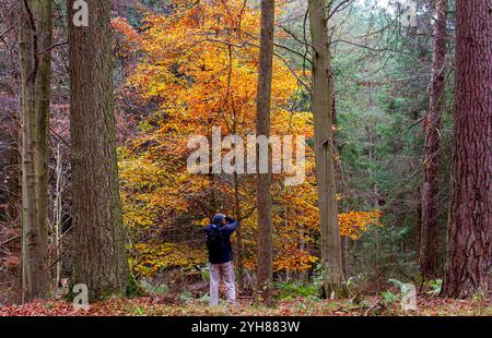 Dundee, Tayside, Schottland, Großbritannien. November 2024. Wetter in Großbritannien: Das düstere und feuchte Herbstwetter verstärkt die natürliche Pracht der Dundee Templeton Woods. Blätter fallen und die Bodenbedeckung der Blätter von den Bäumen sorgt für eine atemberaubende Darstellung der saisonalen Farben im schottischen Wald. Quelle: Dundee Photographics/Alamy Live News Stockfoto