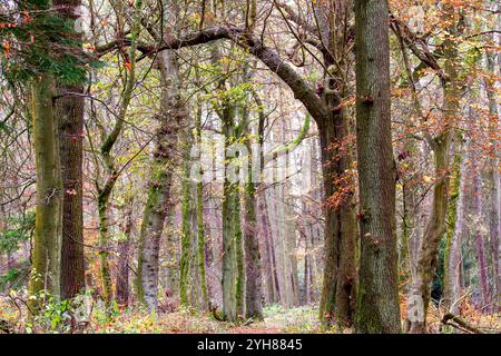 Dundee, Tayside, Schottland, Großbritannien. November 2024. Wetter in Großbritannien: Das düstere und feuchte Herbstwetter verstärkt die natürliche Pracht der Dundee Templeton Woods. Blätter fallen und die Bodenbedeckung der Blätter von den Bäumen sorgt für eine atemberaubende Darstellung der saisonalen Farben im schottischen Wald. Quelle: Dundee Photographics/Alamy Live News Stockfoto