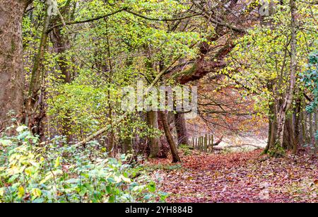 Dundee, Tayside, Schottland, Großbritannien. November 2024. Wetter in Großbritannien: Das düstere und feuchte Herbstwetter verstärkt die natürliche Pracht der Dundee Templeton Woods. Blätter fallen und die Bodenbedeckung der Blätter von den Bäumen sorgt für eine atemberaubende Darstellung der saisonalen Farben im schottischen Wald. Quelle: Dundee Photographics/Alamy Live News Stockfoto