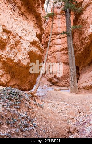 Große Ponderosa-Kiefern wachsen in der schmalen Schlucht entlang der Navajo Loop. Bryce Canyon National Park, Utah Stockfoto