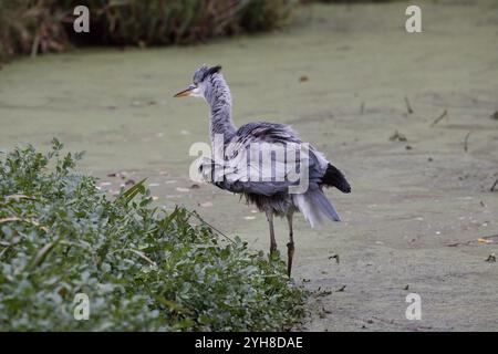 Großer Reiher auf einer Wasserstraße. Der Vogel hat gequetscht und hat jetzt gekrümmte Federn 2 Stockfoto