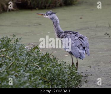 Großer Reiher auf einer Wasserstraße. Der Vogel hat gequetscht und hat jetzt gekrümmte Federn Stockfoto