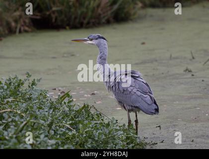 Großer Reiher auf einer Wasserstraße. Der Vogel hat gequetscht und hat jetzt gekrümmte Federn 3 Stockfoto