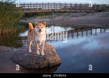 Der nasse Shiba Inu Hund steht im Sommer während des Sonnenuntergangs auf dem Stein am Ufer des Flusses „Lilaste“ in Lettland Stockfoto