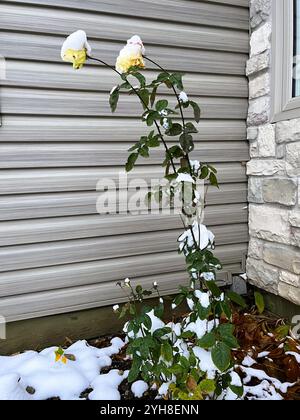 Der erste Schneefall des Jahres landet auf einer spät blühenden gelben Rose vor einem Haus mit grauem Abstellgleis und Steinmauer. Stockfoto