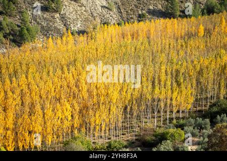 Pappel am Ufer eines Flusses mit im Herbst gelblichen Blättern in Pozo Alcon, Jaen, Andalusien, Spanien Stockfoto