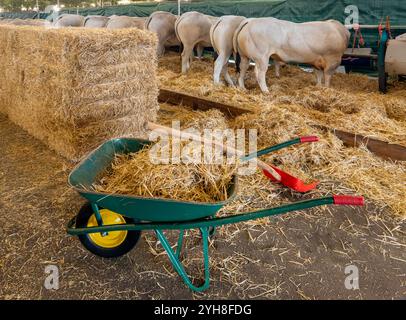 Schubkarre mit Stroh mit Schaufel in der Nähe von Heuballen in Scheune mit piemontesischen Kälbern auf Strohbett Stockfoto