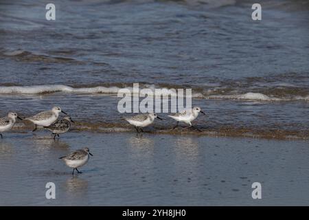 Sanderling rennt mit einem frisch gefangenen Wurm aus dem Rest seiner Herde weg, der ihn verfolgt, um den Wurm zu stehlen. Küste im Norden portugals. Stockfoto